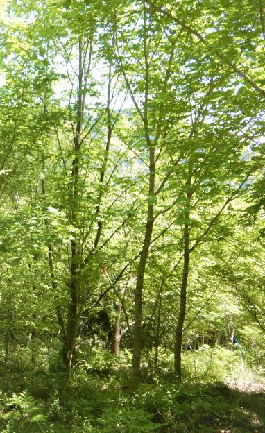 悠久の森育成区