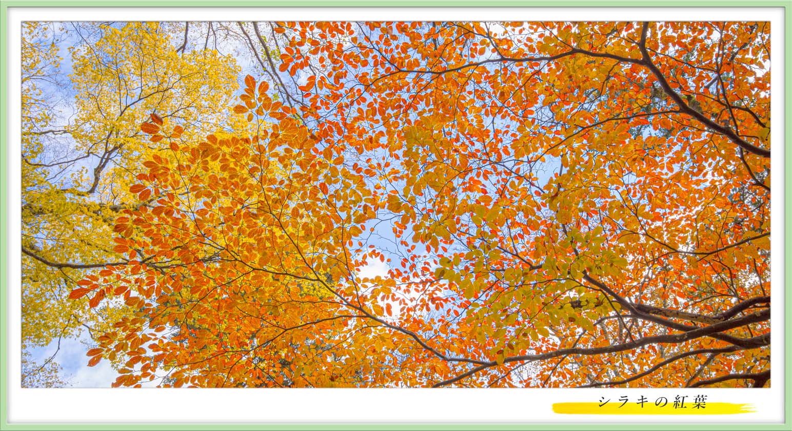 �V���L�̍g�t